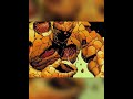 how strong is the thing?#foryou #fyp #thething #marvel