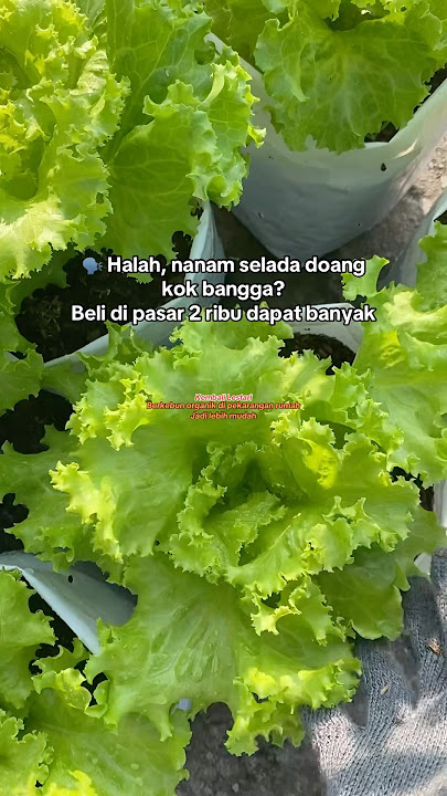 Hobby gardening in the yard #gardening #gardeningathome #vegetablegarden