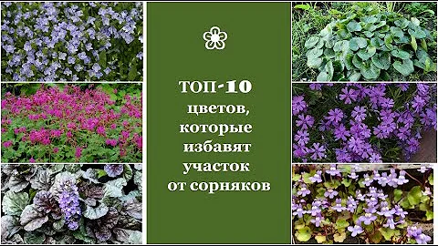 ❀ ТОП-10 цветов, которые избавят участок от сорняков