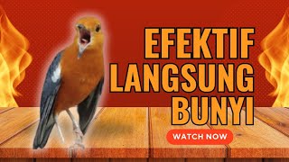 Merangsang Emosi Dalam Hitungan Detik, Pancingan Dan Terapi Anis Merah Macet Bunyi | AMO 52