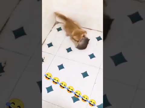 قط صغير و جرئ جدا يطارد فأر كبير