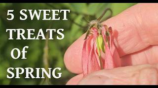 5 Secret Wild Treats in 3 Minutes!