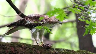 Gruesome! Red-tailed hawk eats toad [Olympus M.Zuiko Digital ED 150-400mm f/4.5 TC1.25X IS PRO]