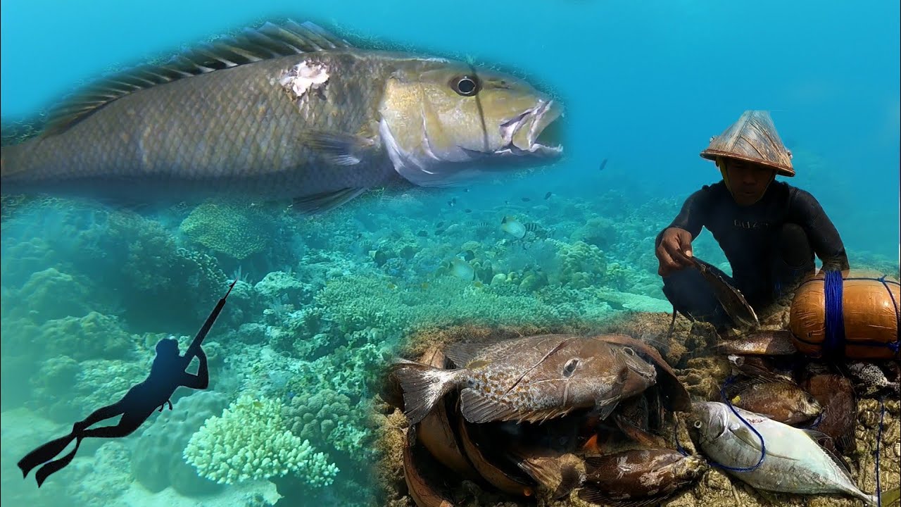 Berburu Dan Memanah Ikan Baronang Dan Langsung Di Bakar || Spearfishing Indonesia