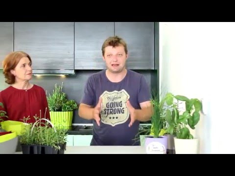 Growshow - Čerstvé Bylinky Na Dosah