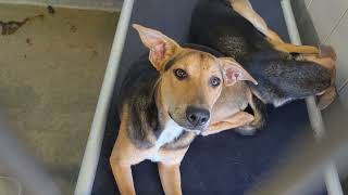 Acs A813744