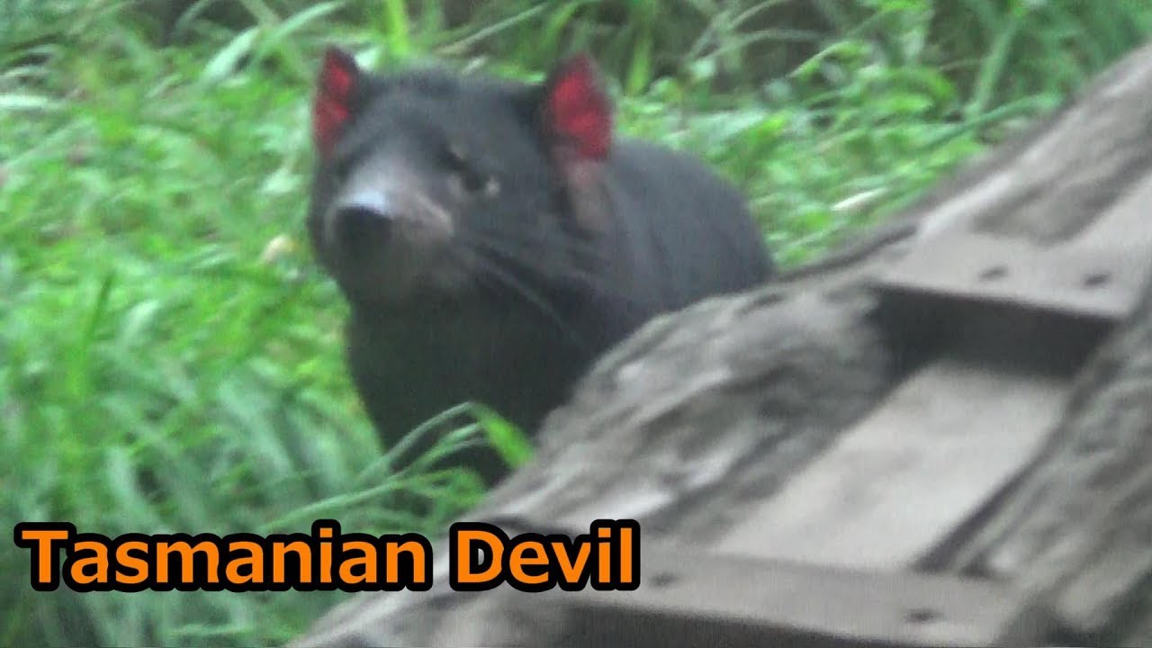走り回るタスマニアデビルが可愛い 多摩動物公園 Youtube