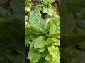DO YOU LIKE THIS VEGETABLE Gardening DO YOU LIKE THIS VEGETABLE Gardening