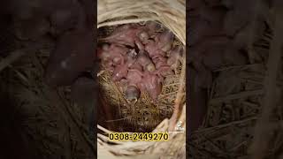 white java sparrow 7 chicks #birds #javabirds #indoorbreeding #lovebirds