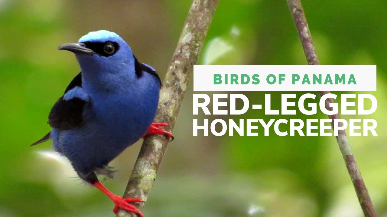 Red-legged Honeycreeper: Range, Bright Male, Greenish Female & Striking Tropical Plumage