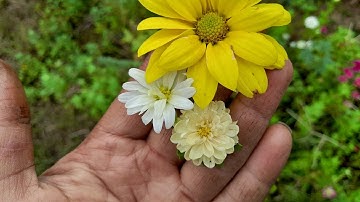 Góc lảm nhảm: hoa cúc magic ( cúc thúy) có màu vàng không ? cúc 7 màu chỉ có 6 màu?