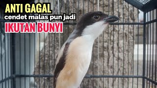 Suara Cendet Gacor Toet toet Efektif Anti Gagal Bikin Cendet Malas pun Langsung Nyaut Bunyi Seketika