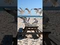 hungry birds #hungrybirds