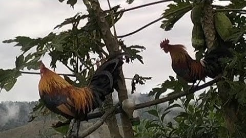 Noob qaib dib tuaj zoo 