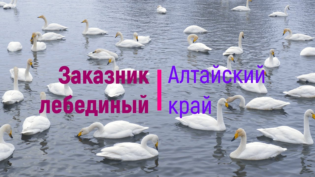Заказник Лебединый. Лебединое озеро Алтайский край. - YouTube