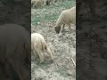 Natural Environment Beautiful Herd of Goat And Sheep