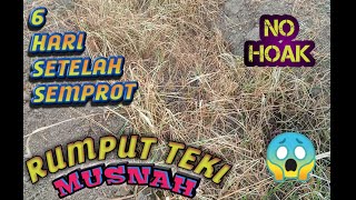 RUMPUT TEKI TEWAS,BARU 6 HARI,TERBUKTI JOOS,SUKET TEKI/RUMPUT SARUIK.