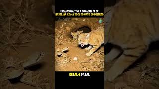 O gato do deserto #animals #curiosidades #animais #africa #savana #humor #gatos #shorts