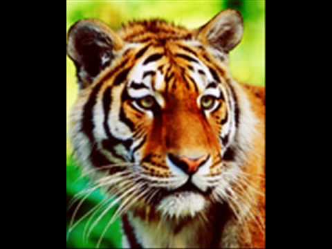 Denisa - Jumatate eu, jumatate tu