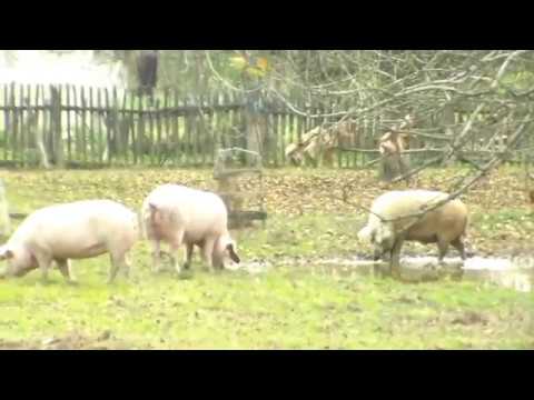 De la Hălmagiu la Brusturi