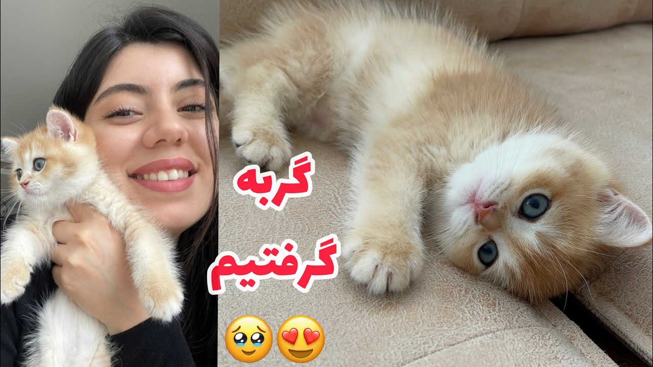 گربه گرفتیم| kedi aldık