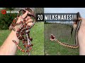 Insane Kansas Snake Hunting: 20 Milksnake Day, 100+ Snakes Total!!!