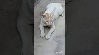 khubsurti or paysa mere paas kuchh vi nehi hai #angry cat #yt shorts 😸😸🙀🙀😿😿😾😾😼😼😺😺