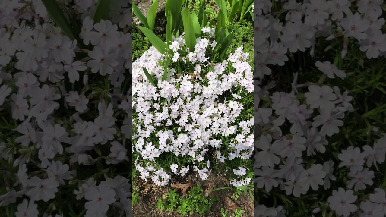 Beautiful Flowers Of Toronto Canada 