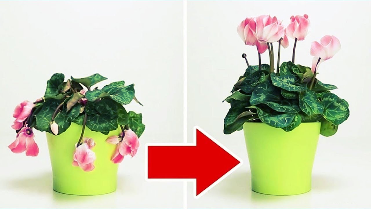 beautycon 16 USEFUL HACKS AND CRAFTS FOR PLANTS