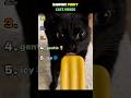 Ranking Funny Cats Videos 😼 #funny #ranking #cats #top5 #trend #kitten #kitty