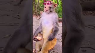 #funny #monkey #monkeysr #monkeychallenge #animals #funnyanimals #comedy #monkeycompilation