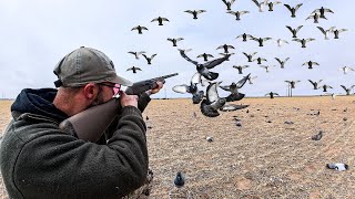 200 PIGEONS 1 HOUR IN A WHEAT FIELD!