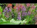 Primavera en Flor