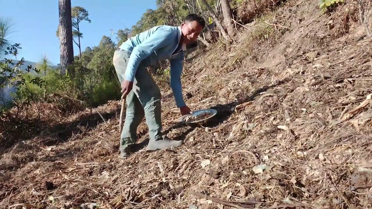 गाउँ घरमा बेसार लगाउने कामको भिडियो हजुर हरु को माझमा ल्याएको छु। पुरै भिडियो हेरेर साथ दिनुहोला।