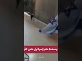 قط فلسطيني ابا عن جد قط فلسطيني ابا عن جد