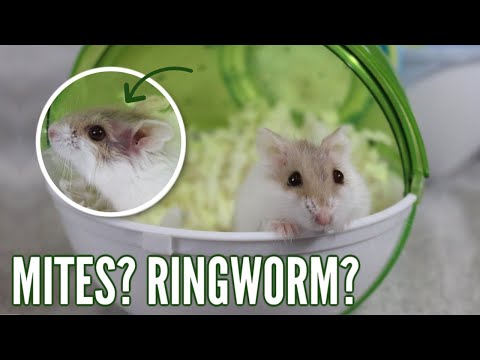 Back to the vets! | Hamster Fur Loss