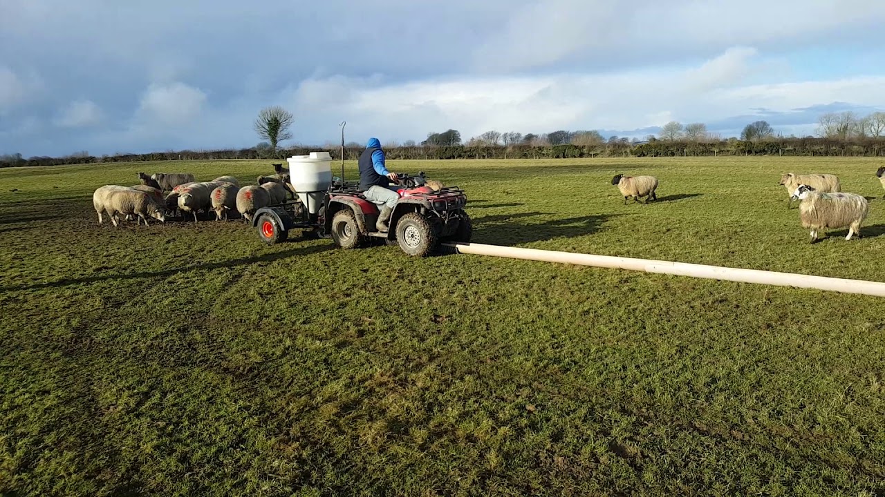 Sheep feeder