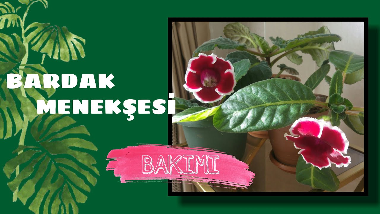 BARDAK MENEKŞESİ (Gloksinya) BAKIMI / Menekşe bakımı ve menekşe çoğaltma