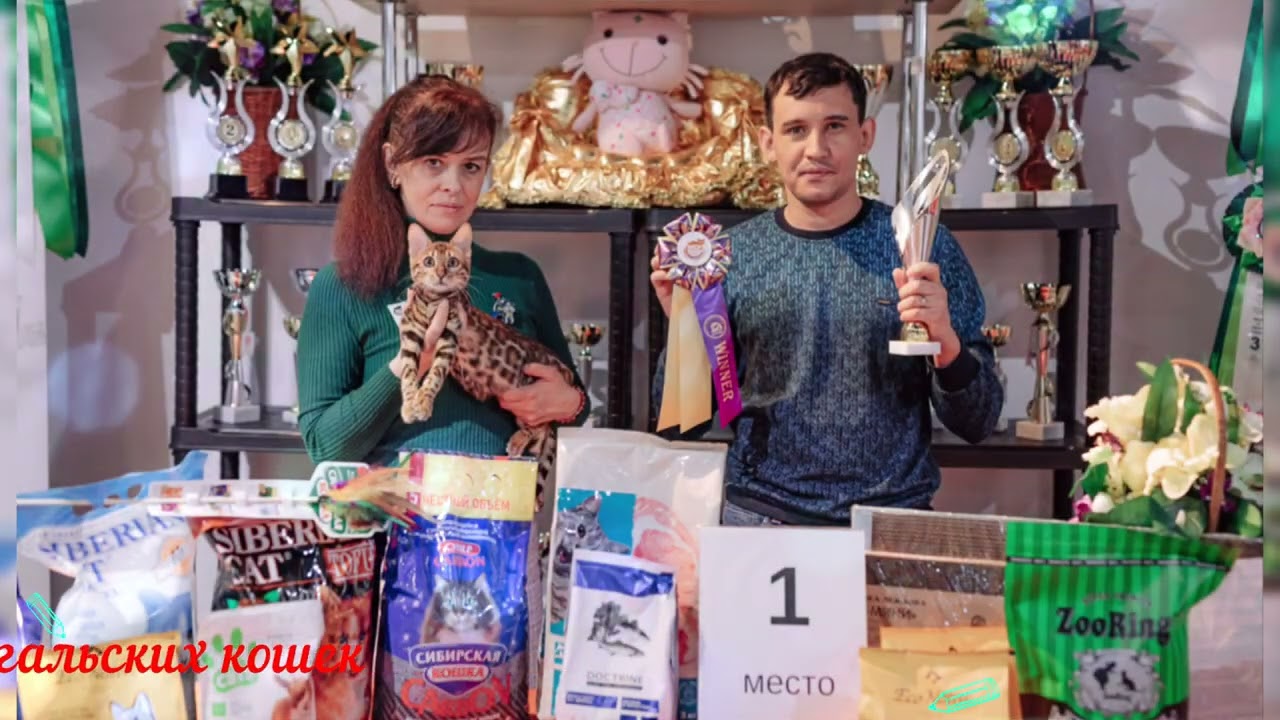 Бенгальские кошки из питомника Merry Paws (Москва)