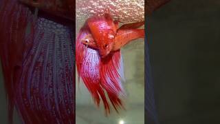 External Vs. Internal Fertilization