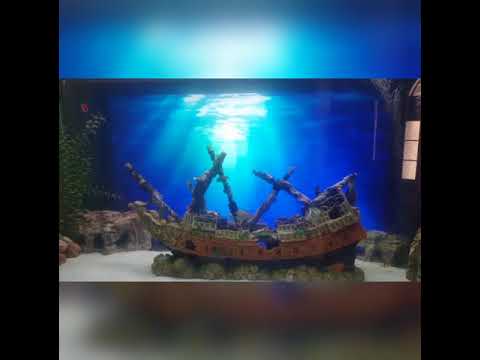 Pirate Theme Aquarium YouTube Hqdefault