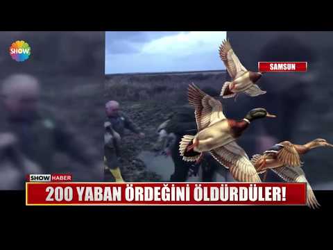 200 yaban ördeğini öldürdüler!