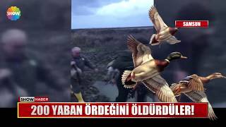 200 yaban ördeğini öldürdüler! Resimi