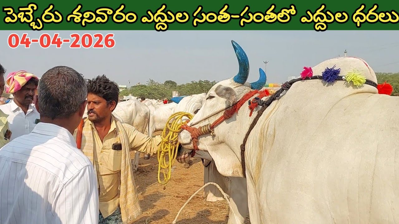 పెబ్బేరు శనివారం ఎద్దుల సంత | Pebbair Saturday Bulls market | Oxen prices | 04-04-2026 @purnafarms 