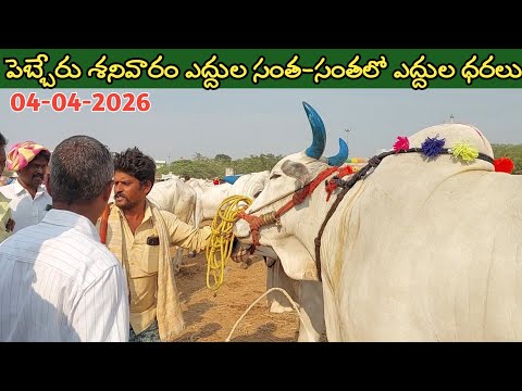 పెబ్బేరు శనివారం ఎద్దుల సంత | Pebbair Saturday Bulls market | Oxen prices | 04-04-2026 @purnafarms