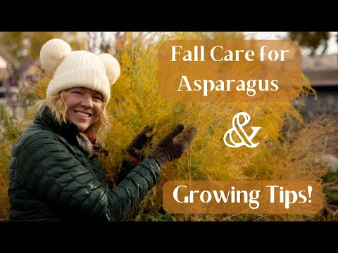 Video: Walking Stick Cholla Care - Aprende a cultivar plantas de Walking Stick