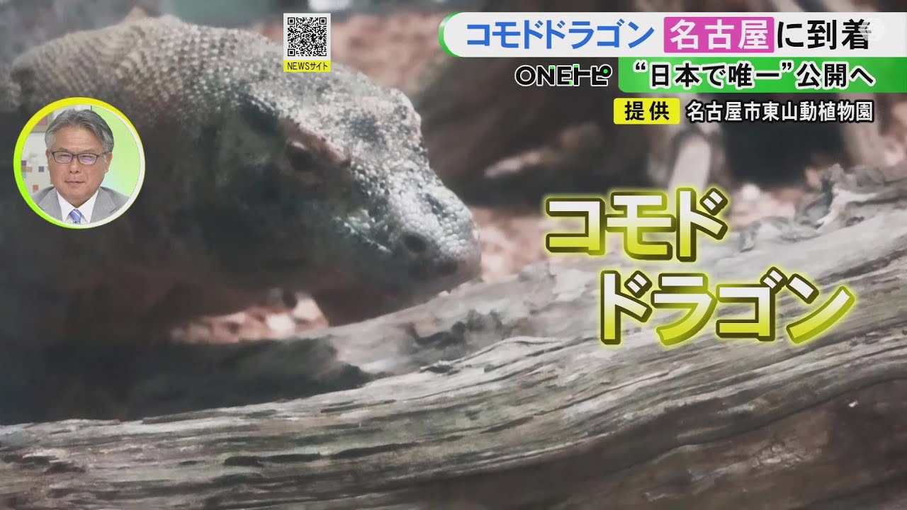 コモドドラゴン様 体長2.7m 世界最大のトカゲ『コモドドラゴン』が東山動植物園へ 河村