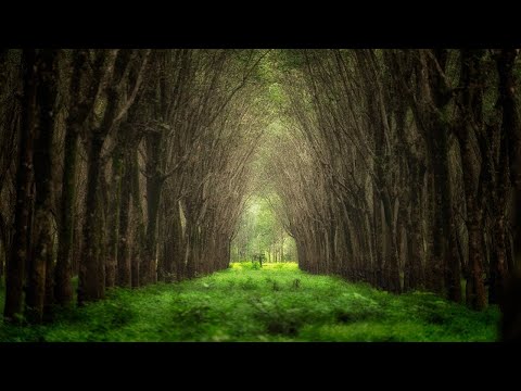 Video: Lze tree dazzler používat venku?