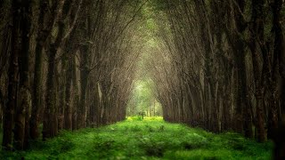 'The Old Tree' • Relaxing Harp Music by Peder B. Helland