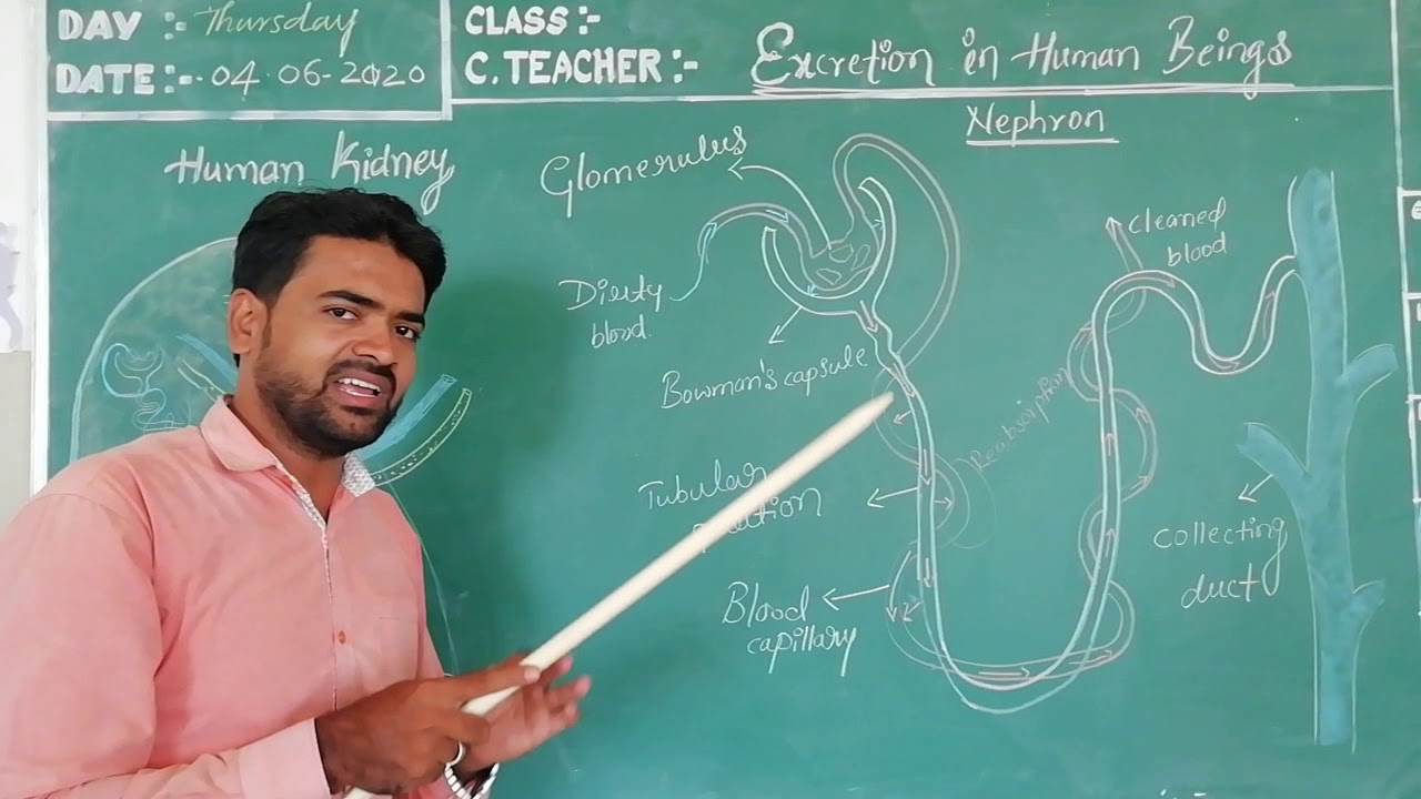 CBSE CLASS 10 BIOLOGY LIFE PROCESSES YouTube